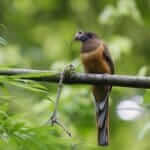 Attidiya Bird Sanctuary