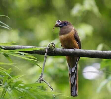 Attidiya Bird Sanctuary