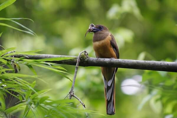 Attidiya Bird Sanctuary