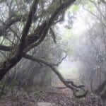 Cloud Forest