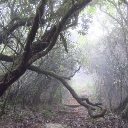 Cloud Forest