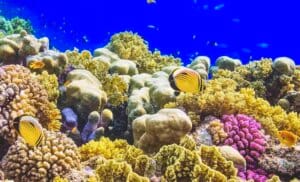 Coral Gardens Hikkaduwa