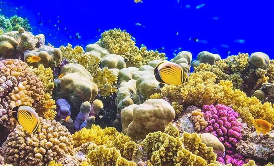 Coral Gardens Hikkaduwa