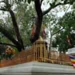 Jaya Sri Maha Bodhi