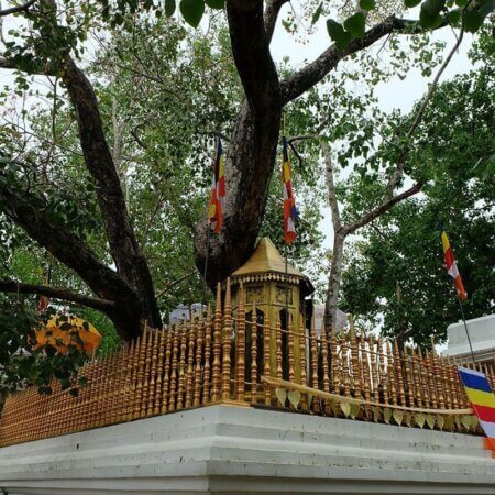 Jaya Sri Maha Bodhi