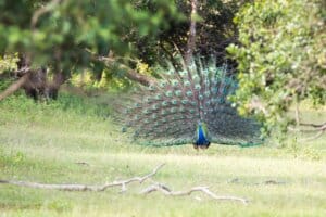 Lahugala National Park