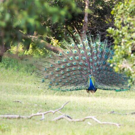 Lahugala National Park