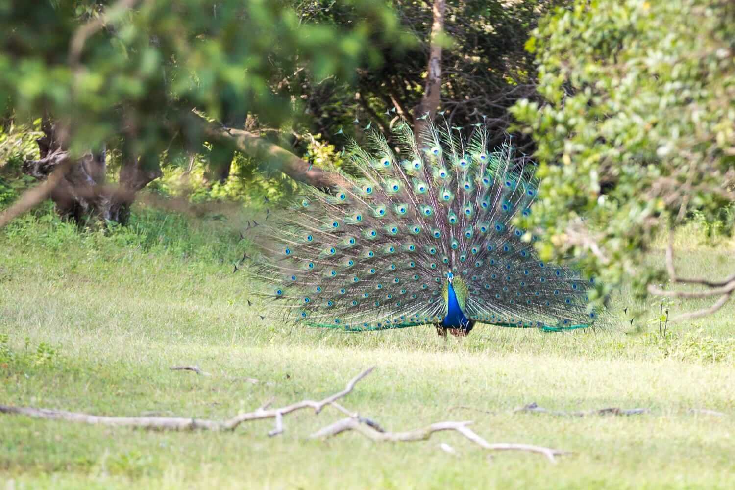 Lahugala National Park