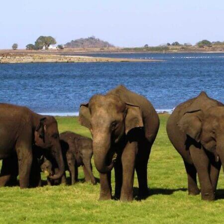 Minneriya National Park