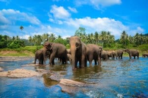 Pinnawala Elephant Orphanage