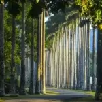 Royal Botanic Gardens Peradeniya