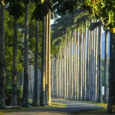 Royal Botanic Gardens Peradeniya