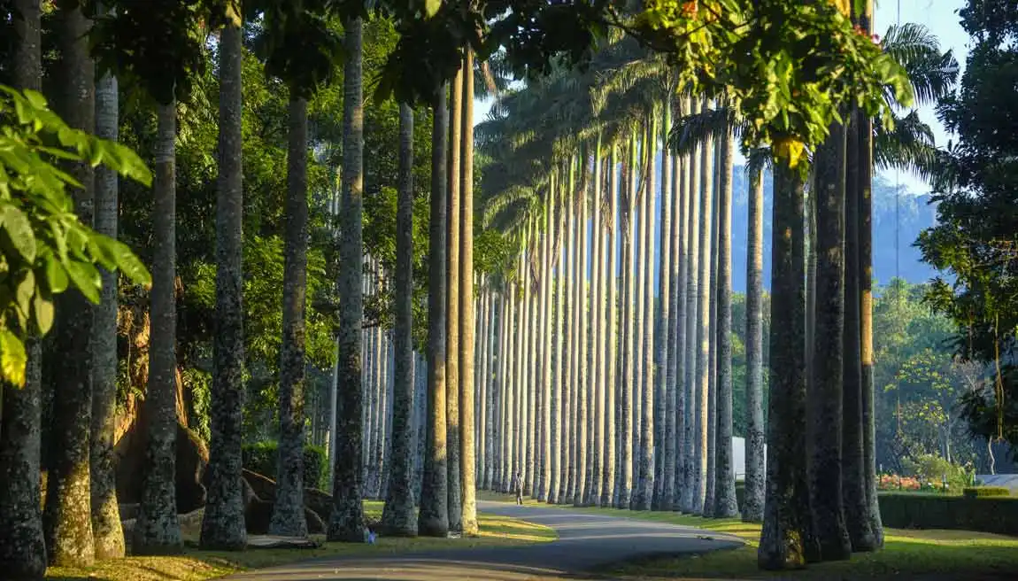 Royal Botanic Gardens Peradeniya