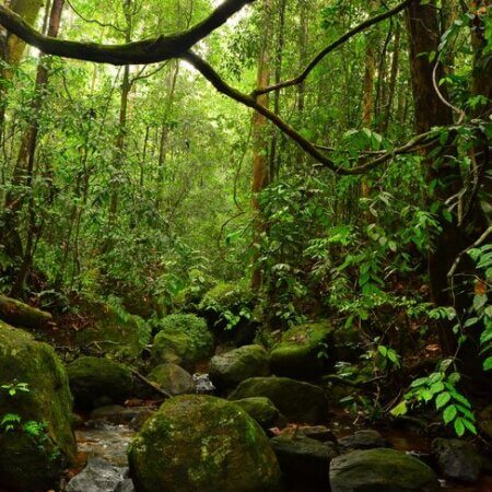 Sinharaja Forest Reserve