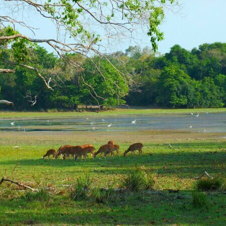 Wilpattu National Park