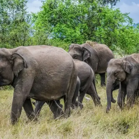 Wasgamuwa National Park