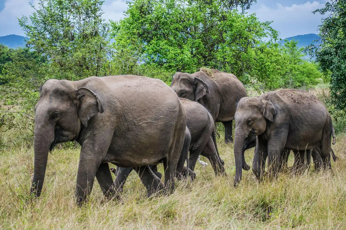 Wasgamuwa National Park