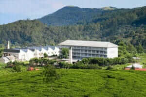 Pedro Tea Center and Factory