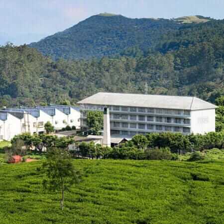 Pedro Tea Center and Factory