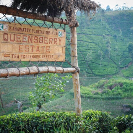 Queensberry Tea Estate