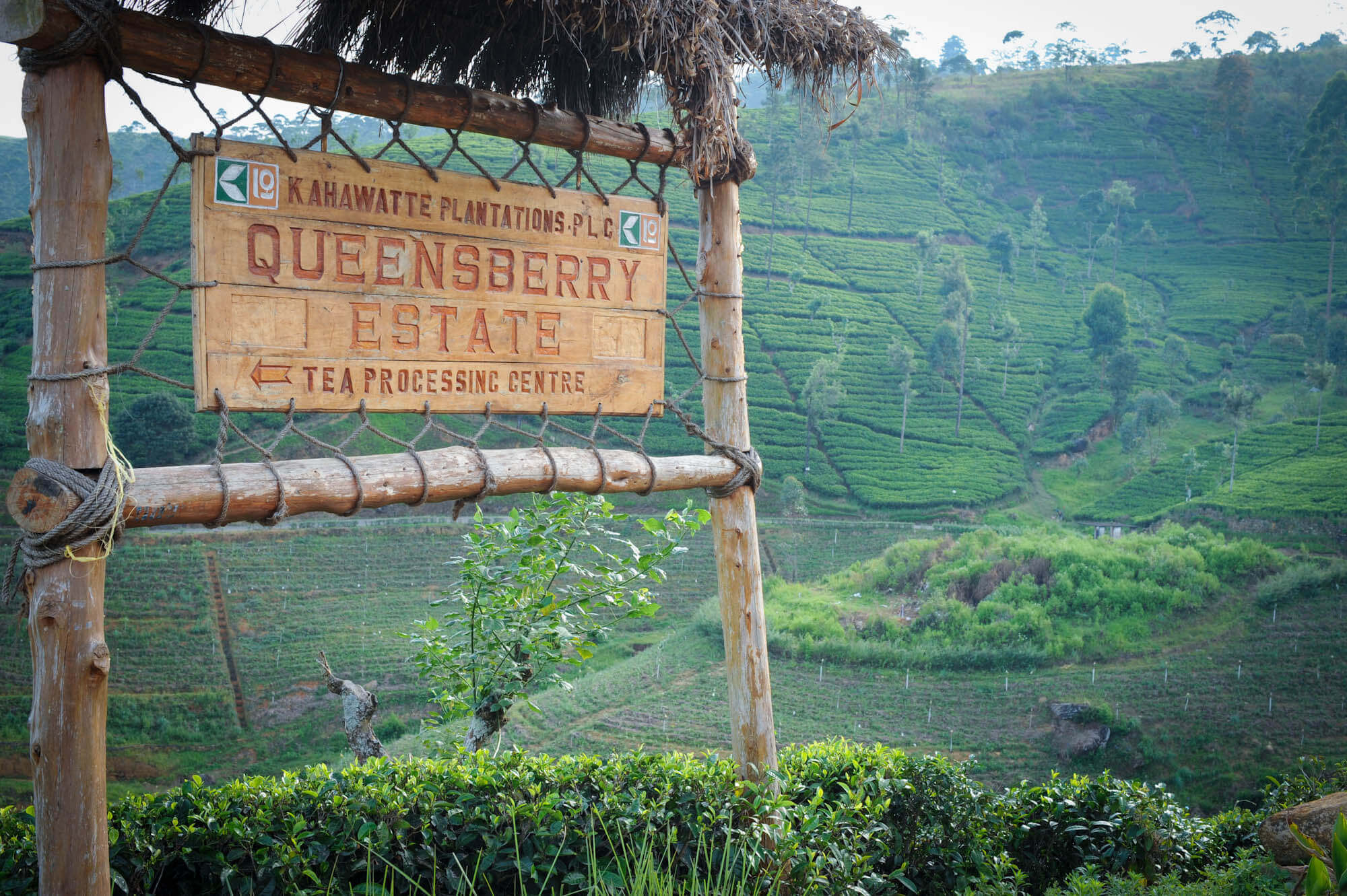 Queensberry Tea Estate