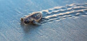 Sea Turtle Hatchery Centre, Mahamodara