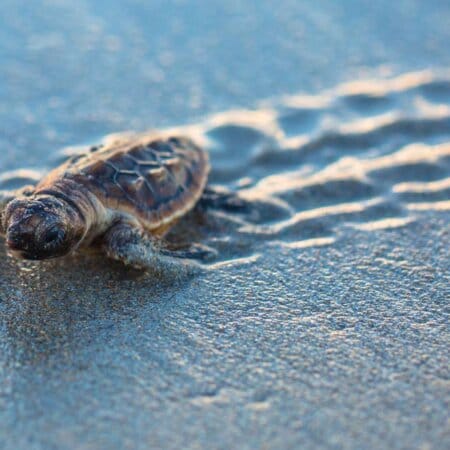 Sea Turtle Hatchery Centre, Mahamodara