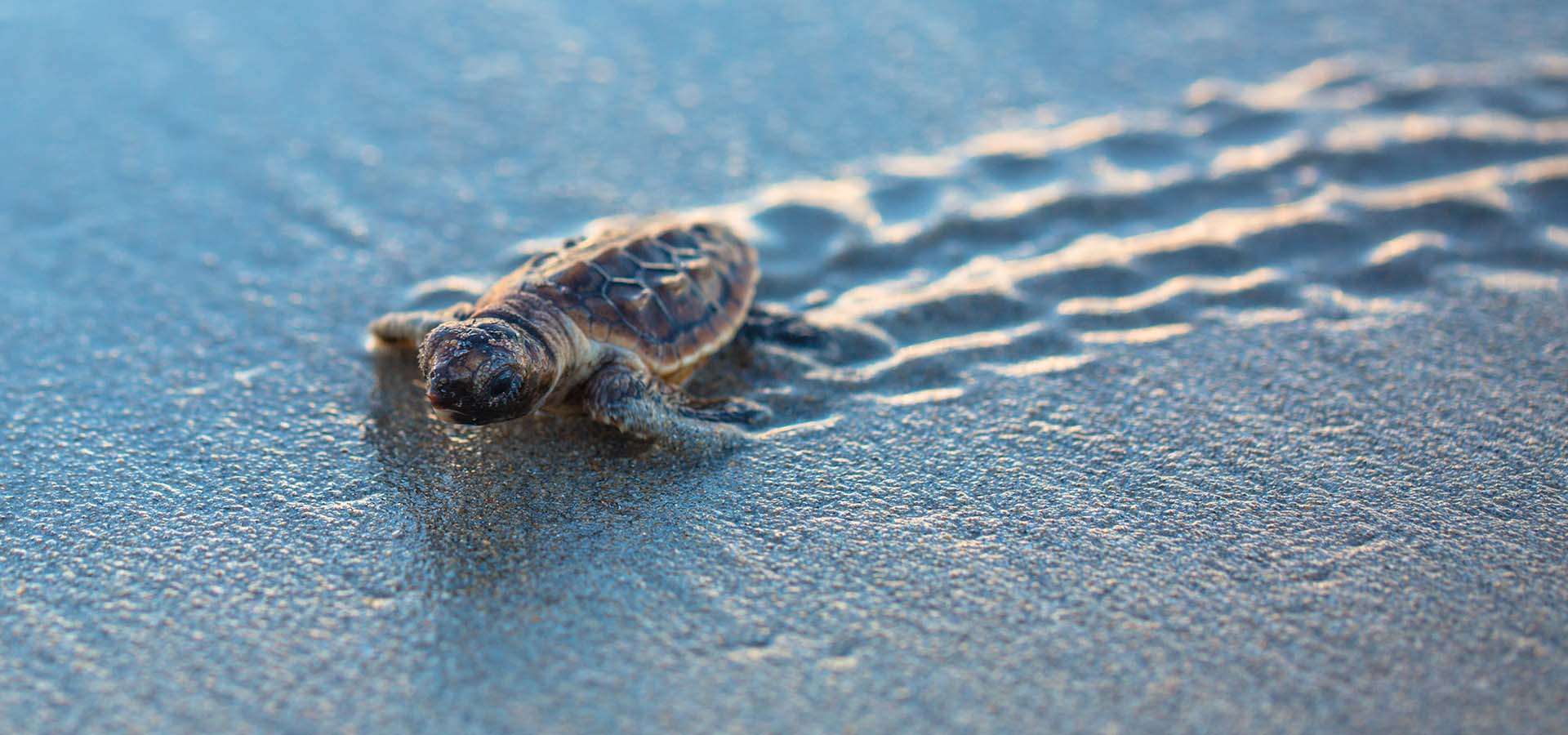 Sea Turtle Hatchery Centre, Mahamodara